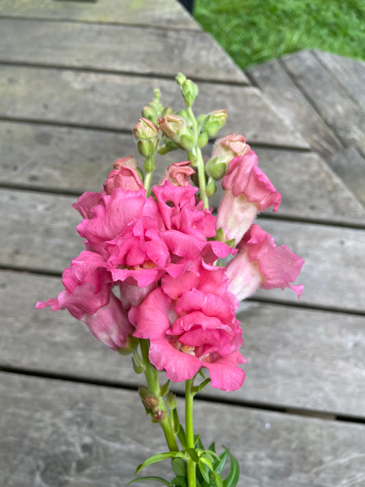 Lejongap ”Madame Butterfly Rose”