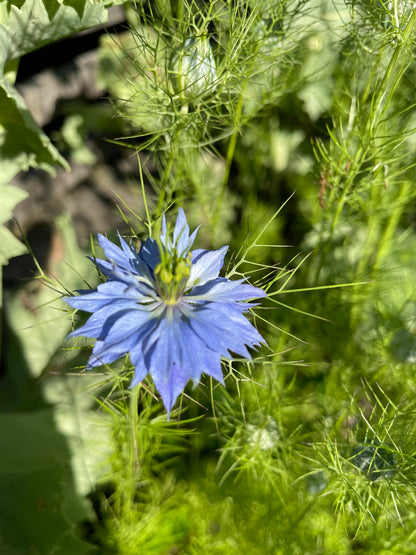Jungfrun i det gröna ”Miss Jekyll Blue”