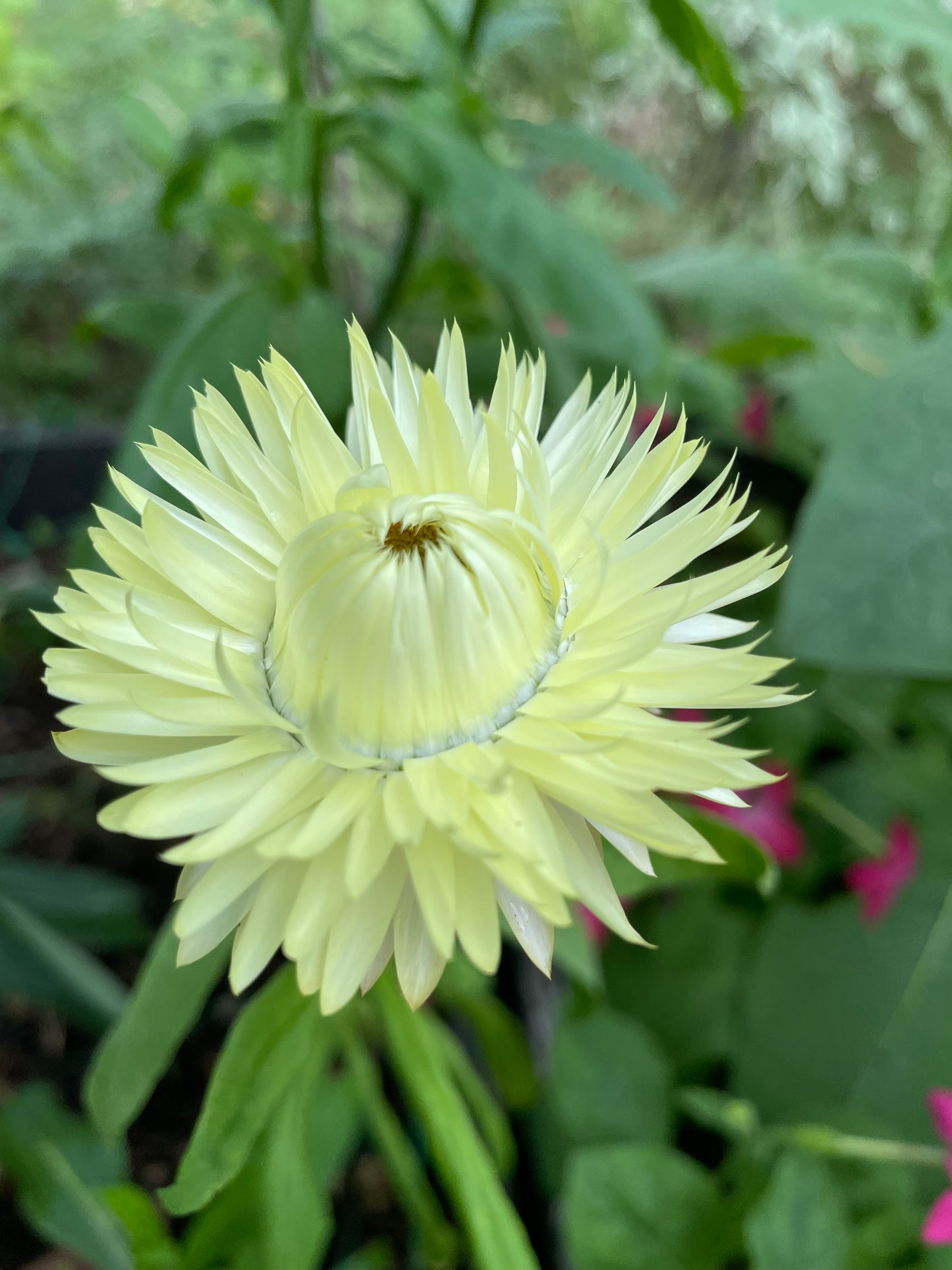 Jätteeternell ”King size Frosted sulphur"