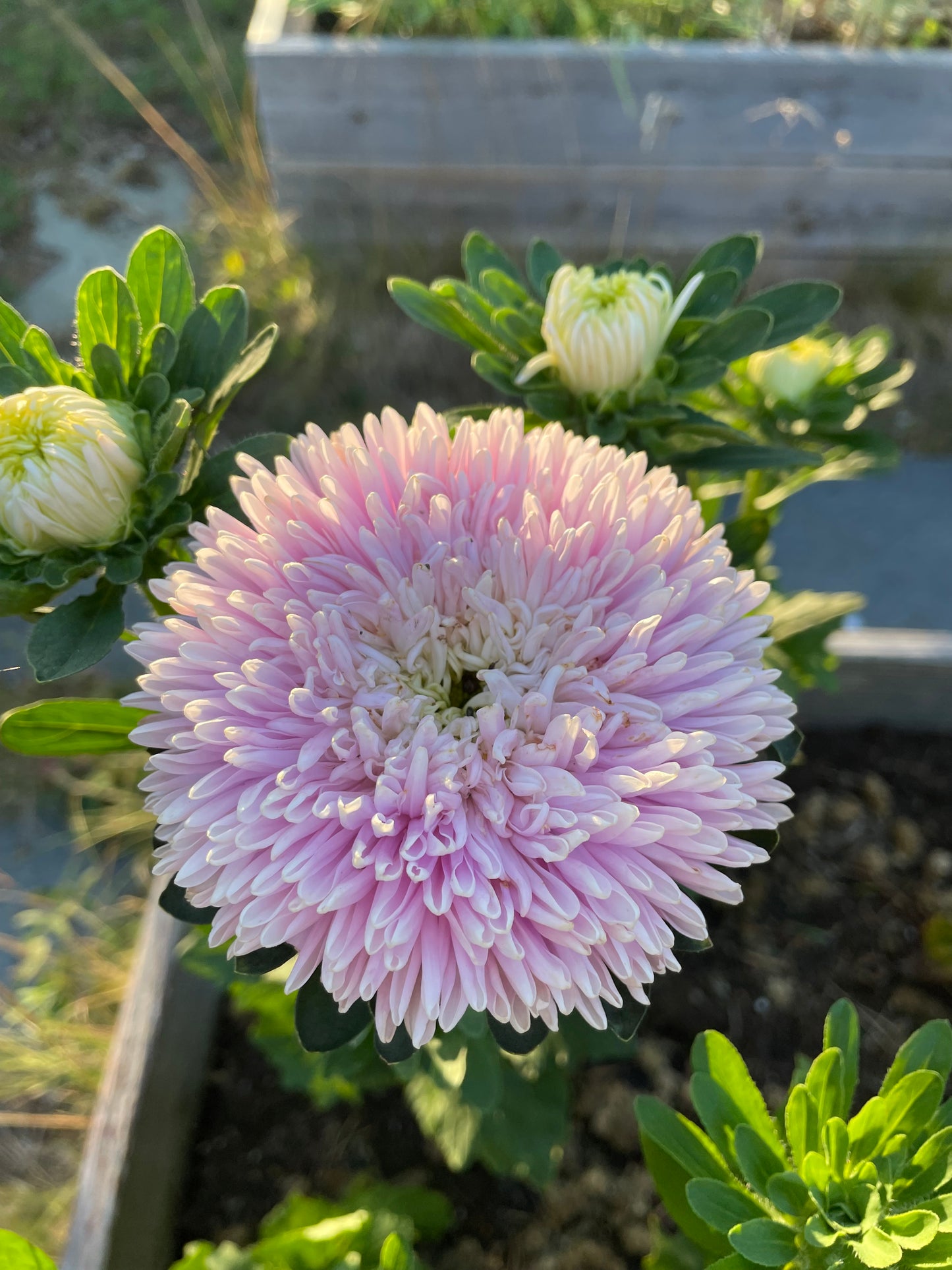 Sommaraster ”Chrisantella Sakura"