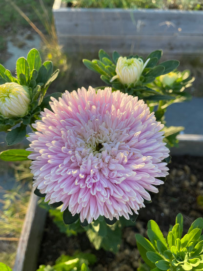 Sommaraster ”Chrisantella Sakura"