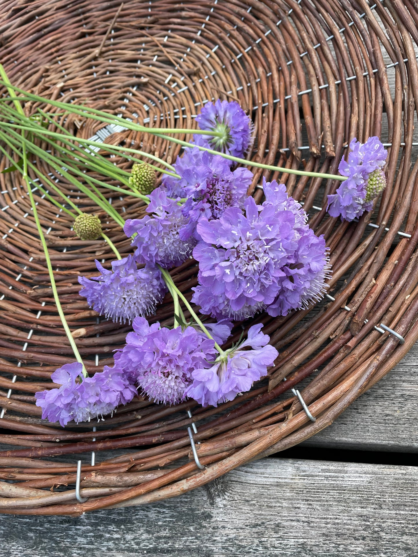 Praktvädd ”Lavender blue”