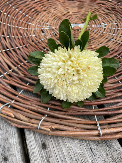 Sommaraster "King size Limoncello"