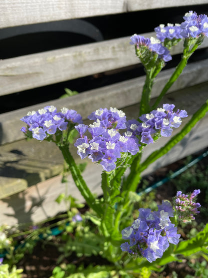 Risp ”QIS Lavender”