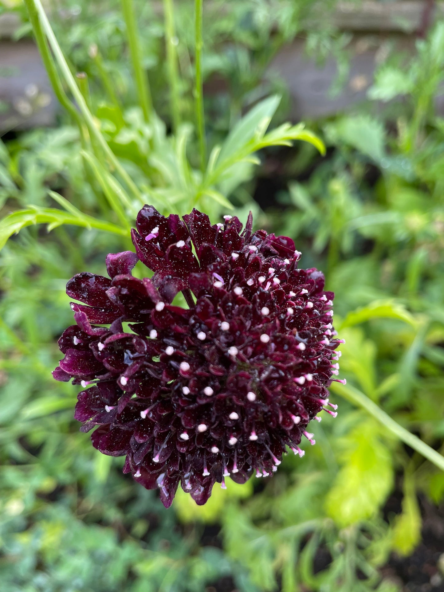 Praktvädd ”Purple black”
