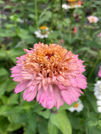Zinnia "Cresto! Peachy Pink"