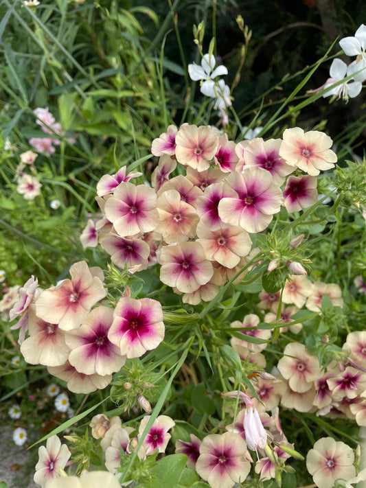 Sommarflox ”Cherry Caramel”