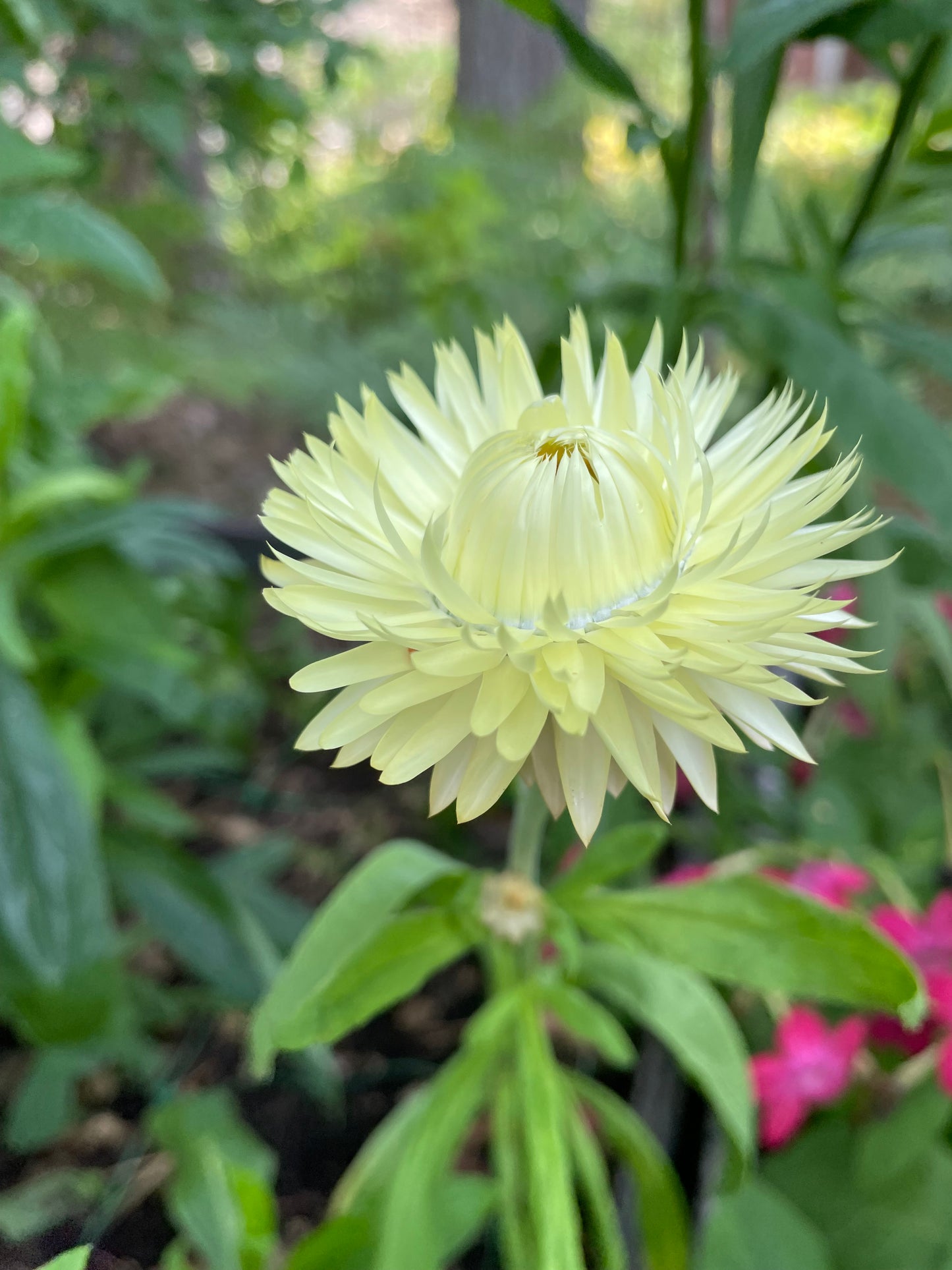 Jätteeternell ”King size Frosted sulphur"