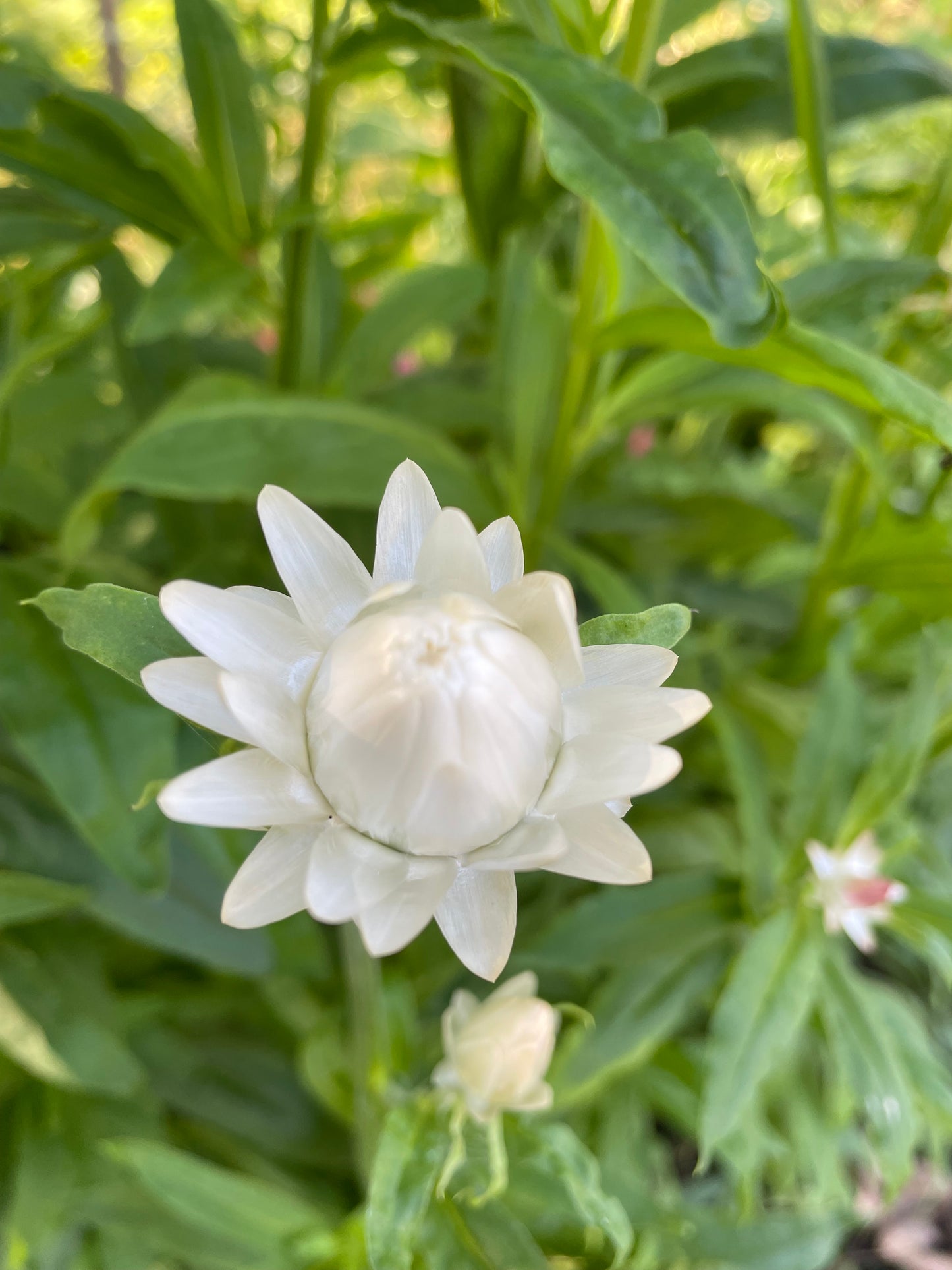 Jätteeternell ”King size Silvery white”
