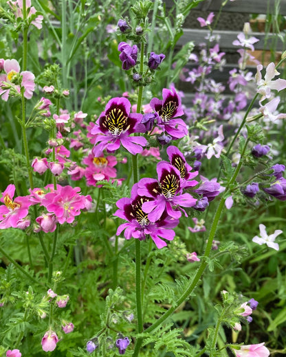 Fjärilsblomster ”Angel wings”