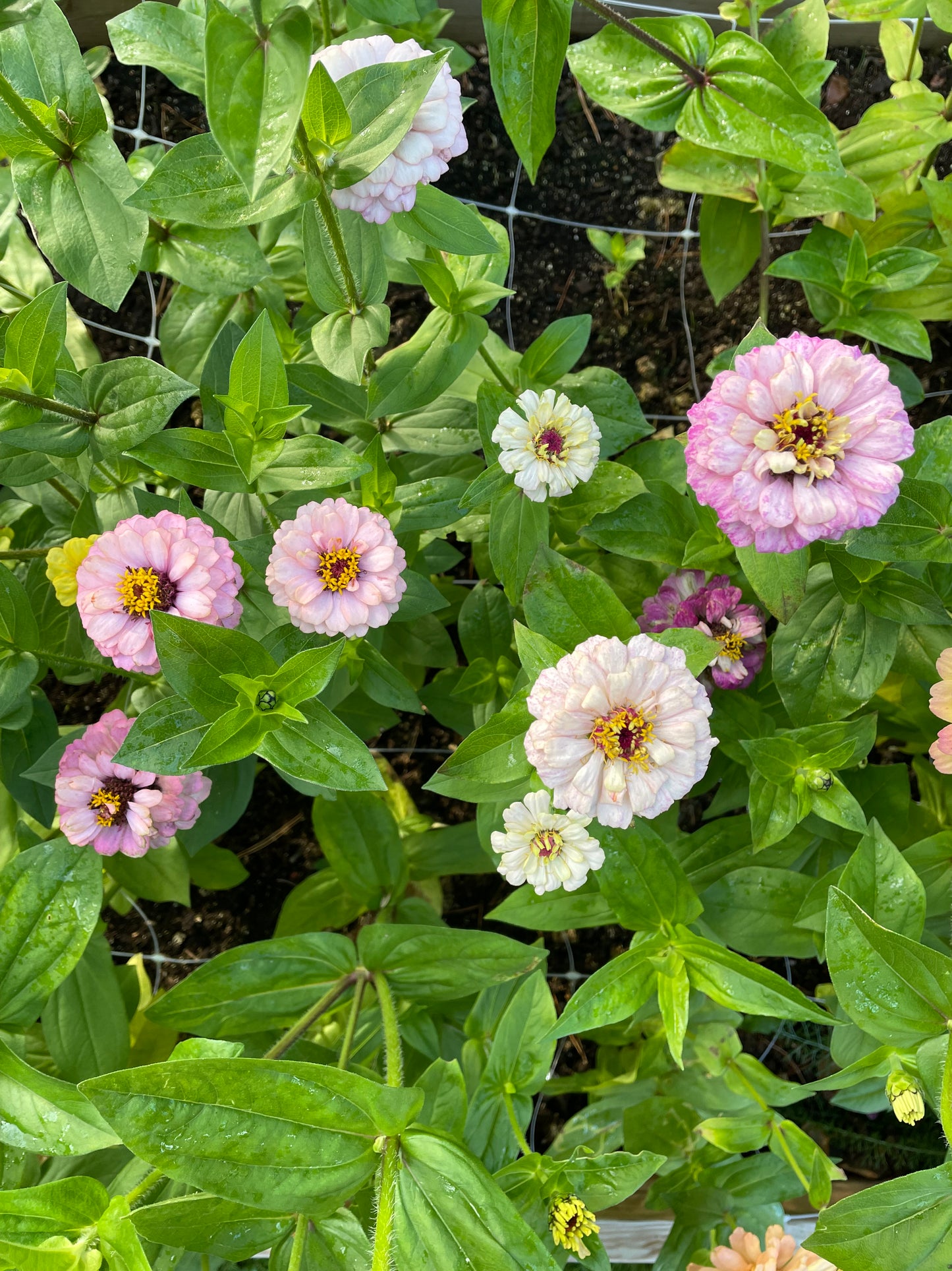 Zinnia ”Sweet Pastels”