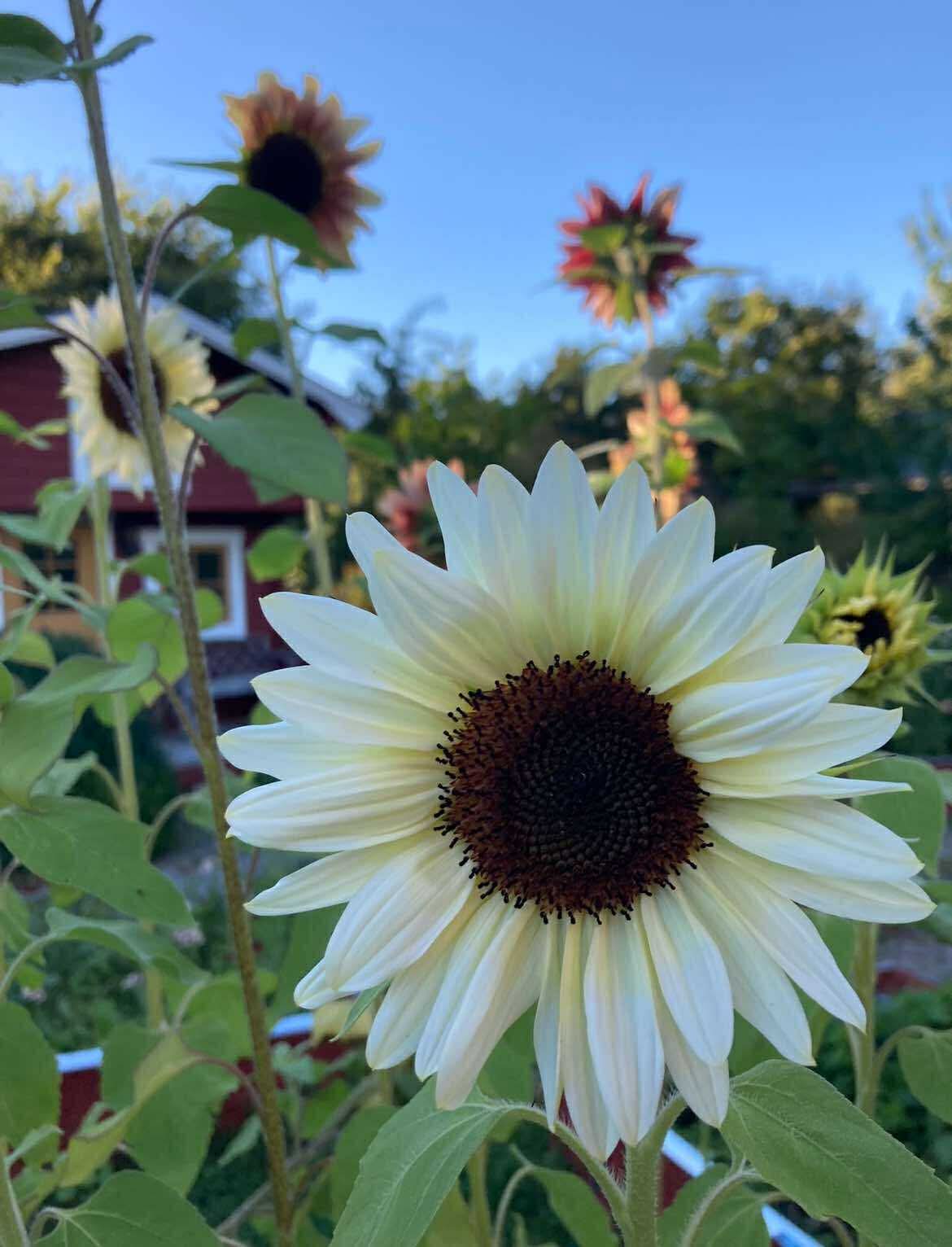 Solros F1 ”Pro Cut White Nite”