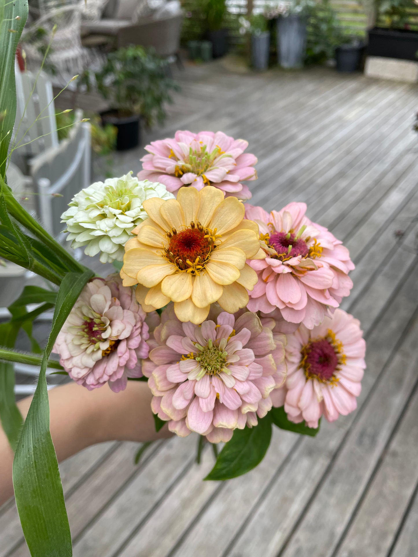 Zinnia ”Sweet Pastels”