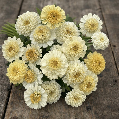Zinnia "Cresto! Cream"
