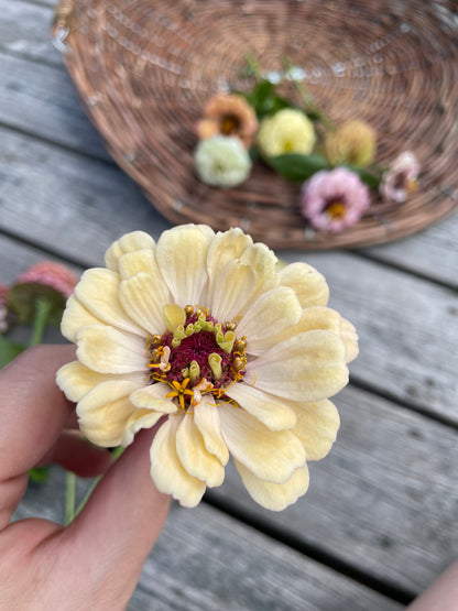 Zinnia ”Sweet Pastels”