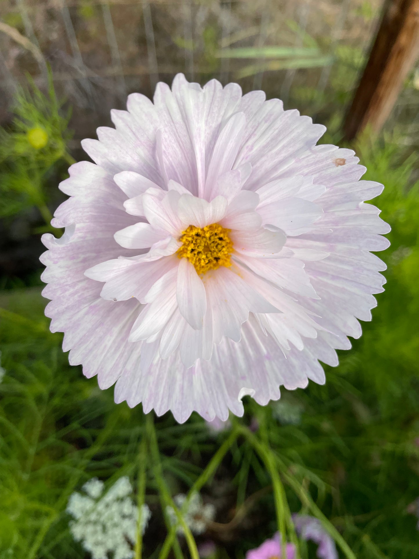 Rosenskära ”Cupcake Blush”