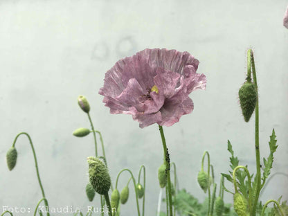 Kornvallmo ”Amazing Grey”
