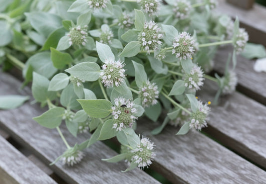 Bergsmynta ”Präriemynta”