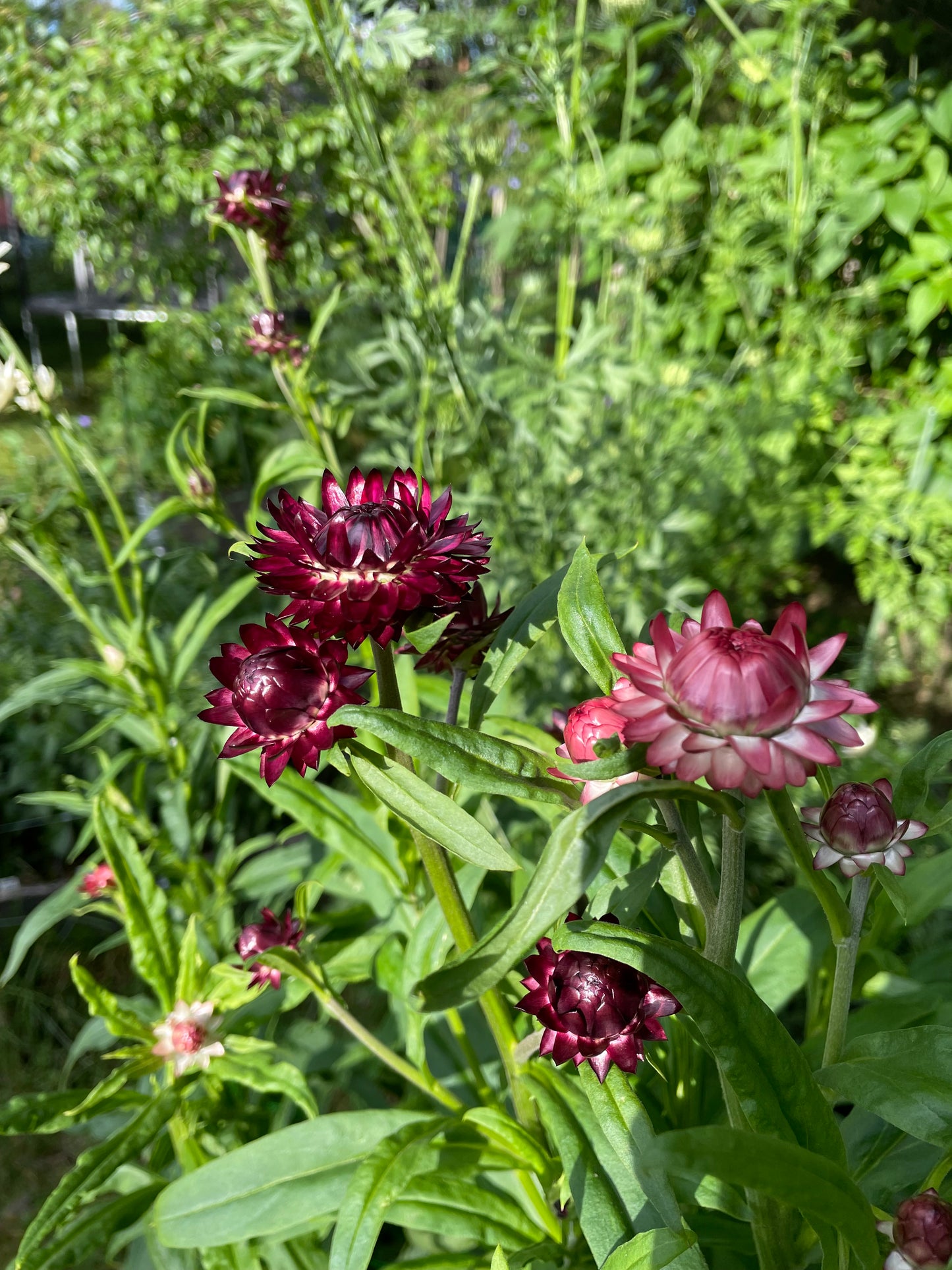 Jätteeternell ”King size Purple red"