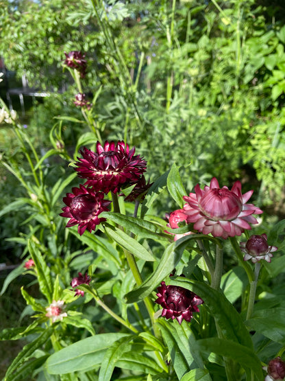 Jätteeternell ”King size Purple red"
