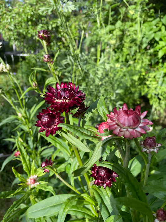 Jätteeternell ”King size Purple red"