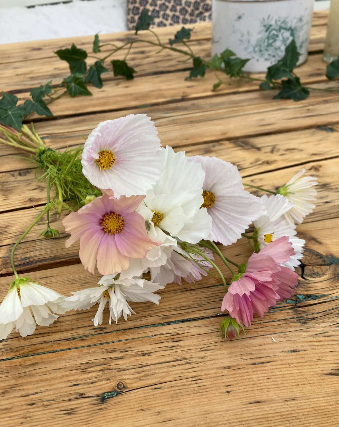 Rosenskära ”Cupcake Blush”