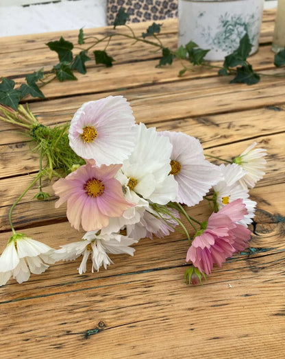 Rosenskära ”Cupcake Blush”