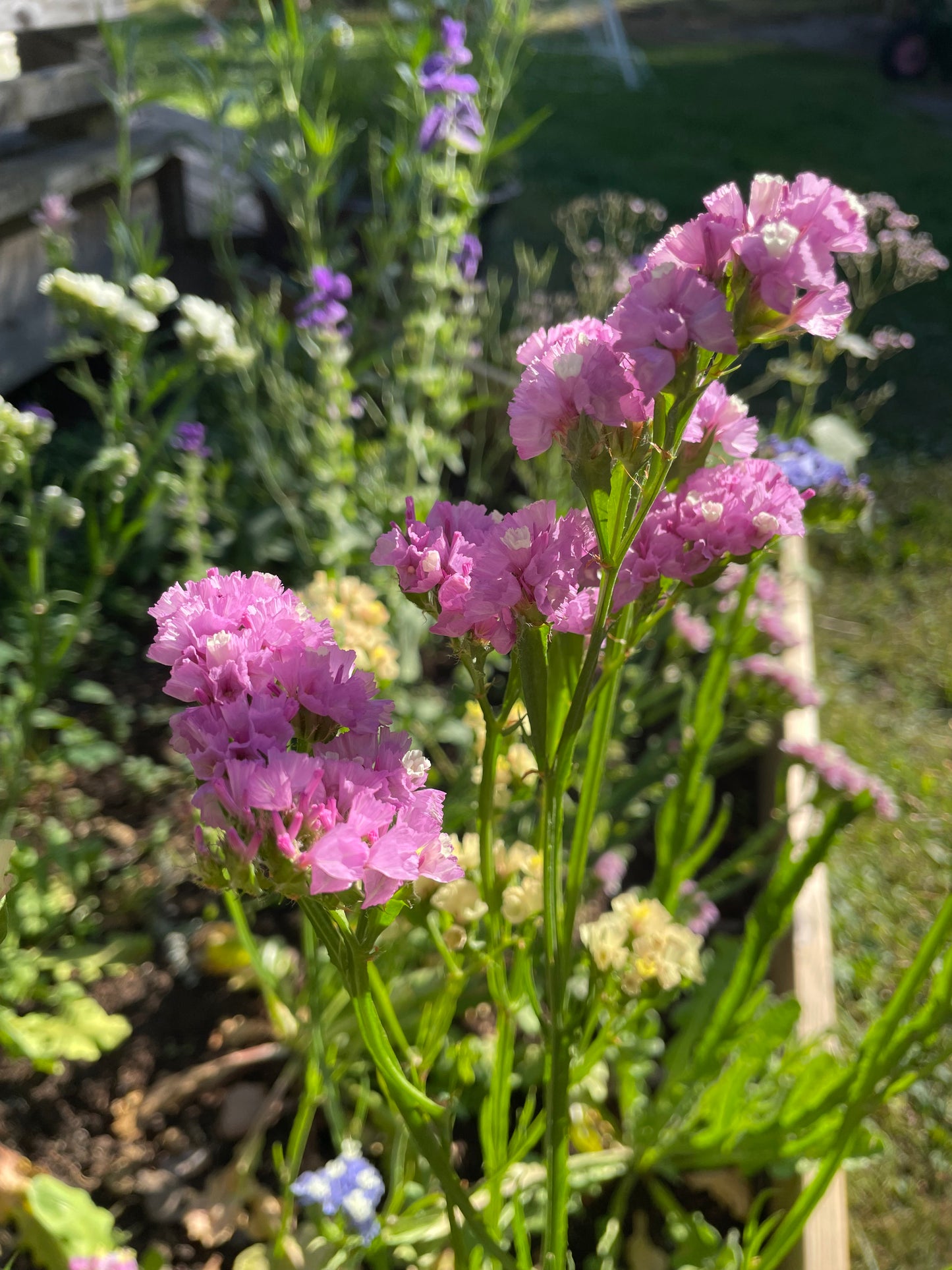 Risp ”Pink shades”