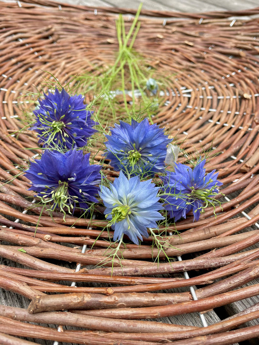Jungfrun i det gröna ”Miss Jekyll Blue”