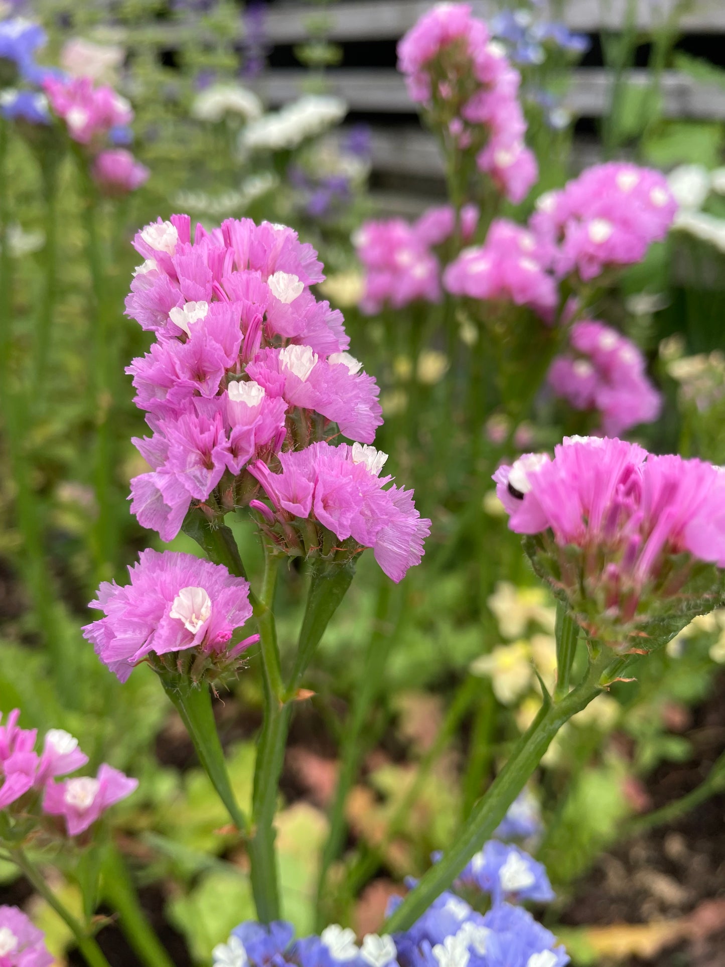 Risp ”Pink shades”