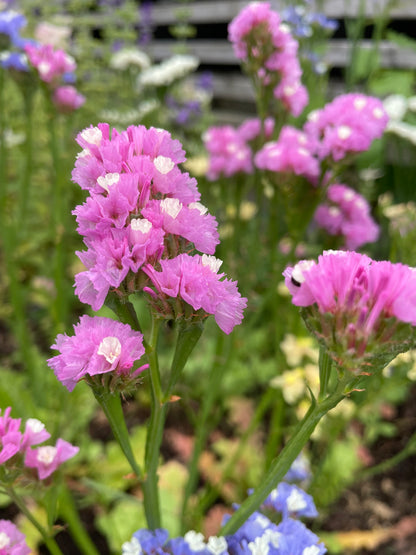 Risp ”Pink shades”