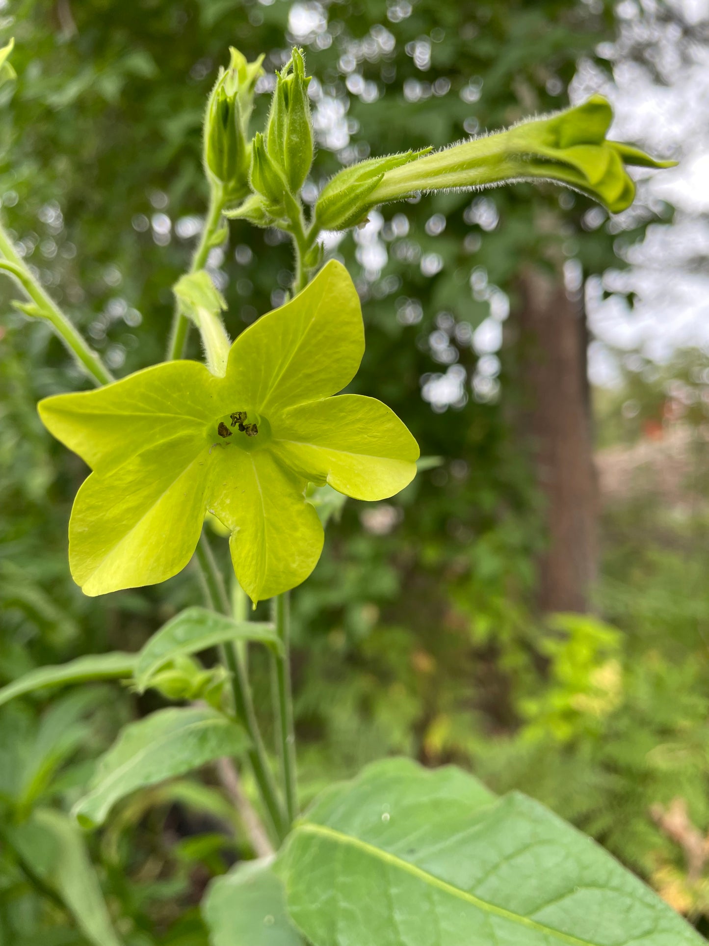 Blomstertobak "Lime green"