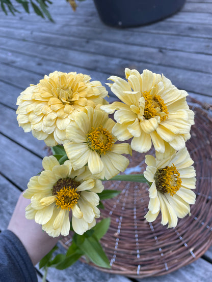Zinnia ”Isabellina”