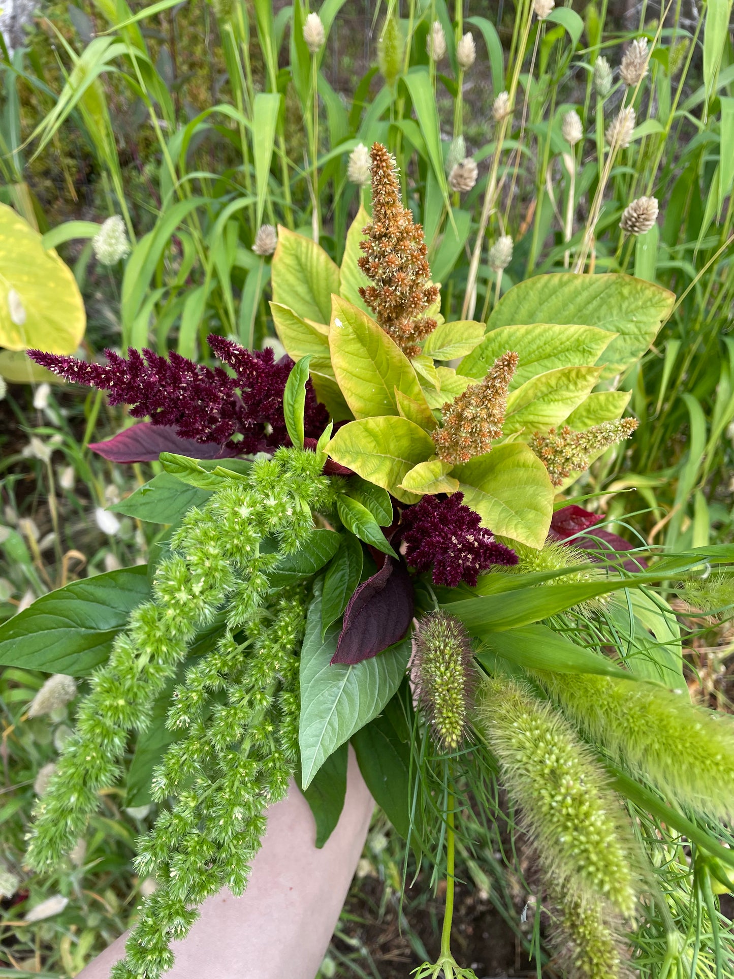 Amarant ”Green Thumb”