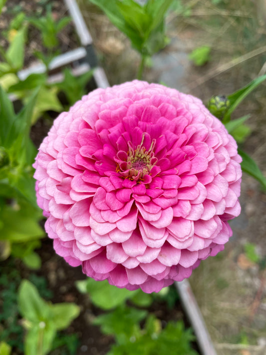 Zinnia ”Dahlia Flowered Pink”