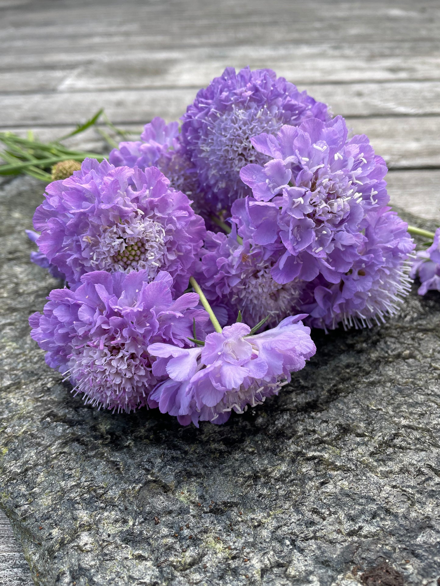 Praktvädd ”Lavender blue”
