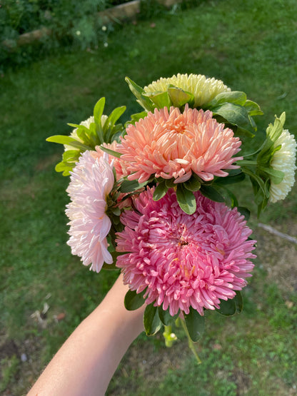 Sommaraster ”Chrysantella Living Coral”