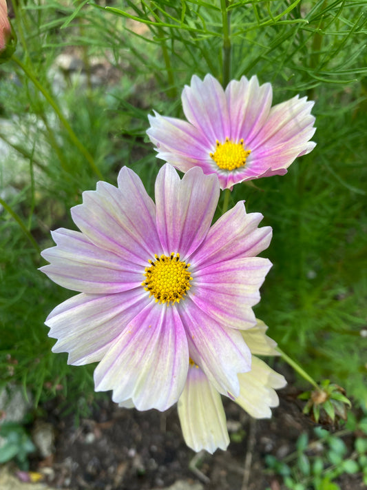 Rosenskära ”Apricot Lemonade”