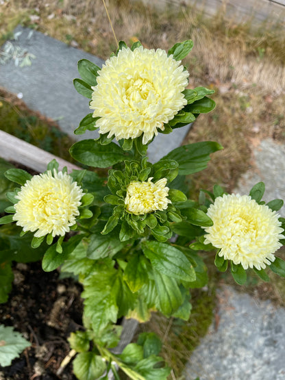 Sommaraster "King size Limoncello"