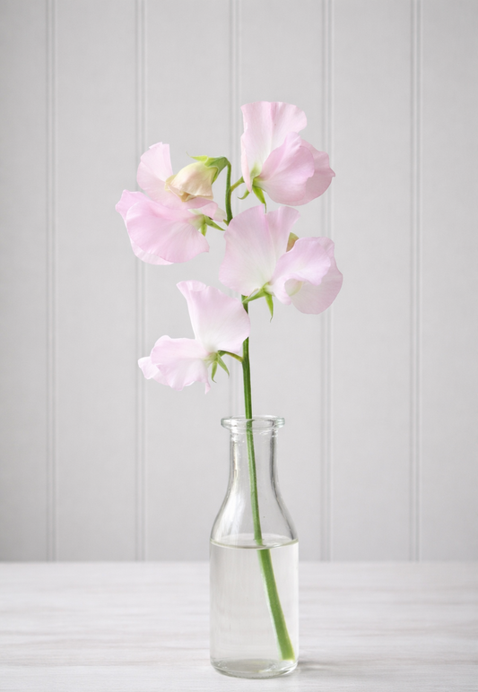 Luktärt ”Spring Sunshine Blush”