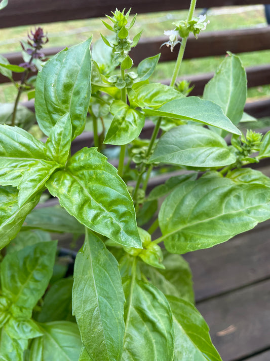 Citronbasilika ”Mrs Burns”