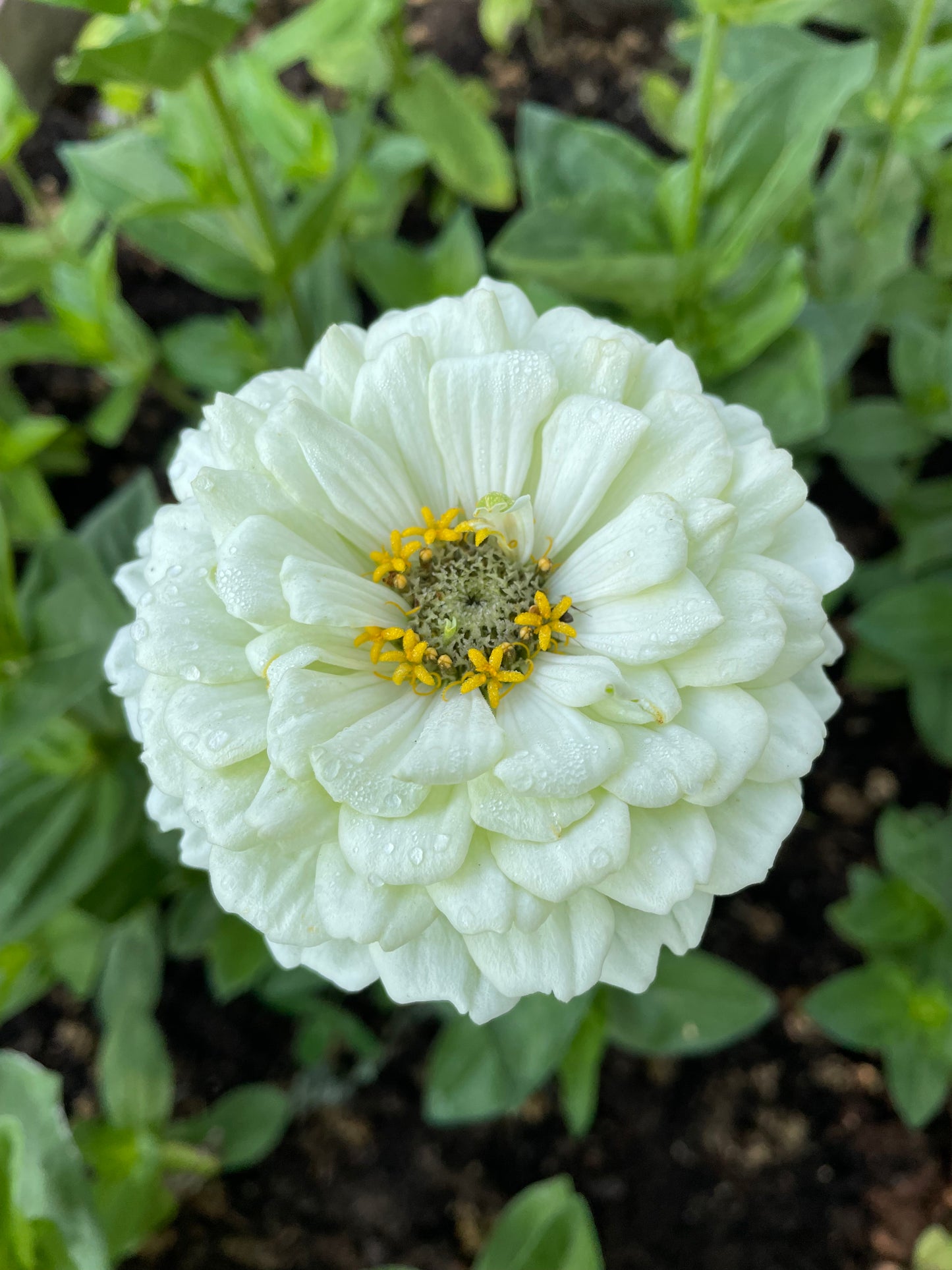 Zinnia ”Sweet Lemonade”