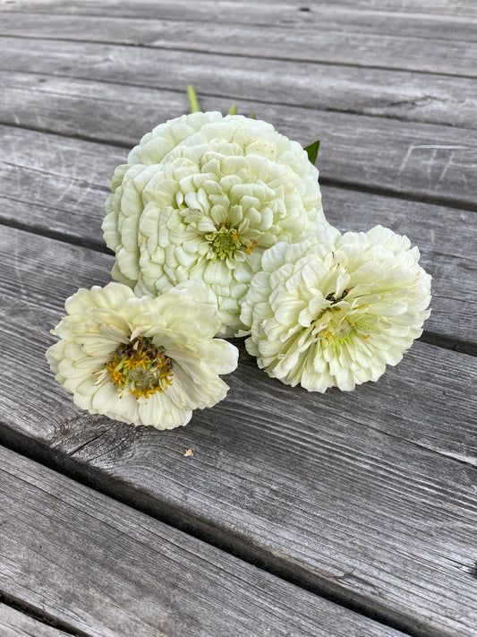 Zinnia ”Dahlia Flowered White”