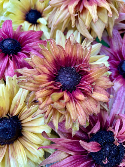 Sommarrudbeckia ”Sahara”