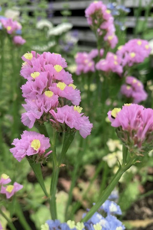 Risp ”Forever Happy”