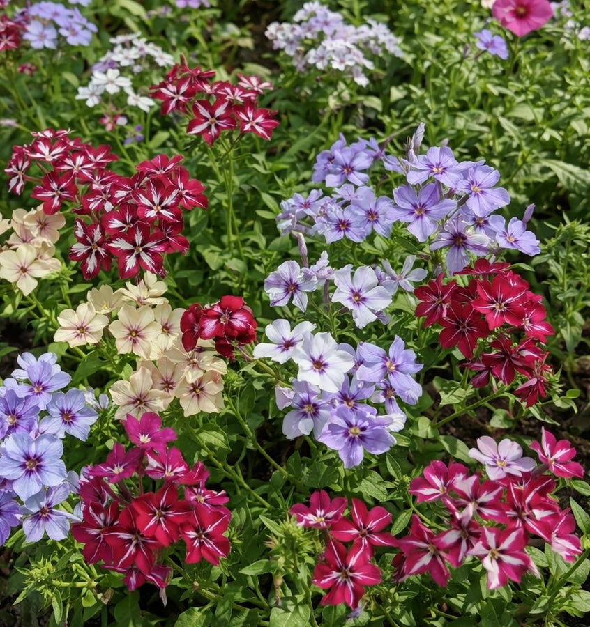 Sommarflox ”Starry Eyes"