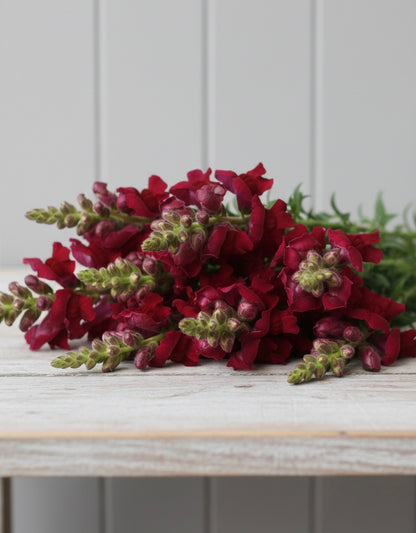 Lejongap F1 ”Potomac Crimson”