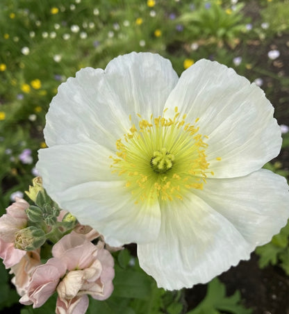 Sibirisk vallmo "Champagne Bubbles White"