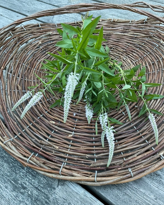 Axveronika ”Alba”