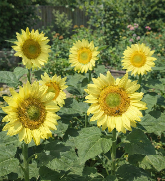 Solros F1 ”Pro Cut Lemon Lite”